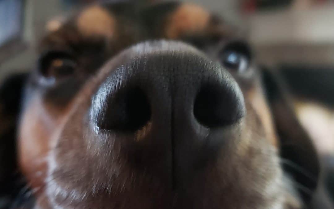 How Does Huckleberry’s Nose See Bed Bugs?