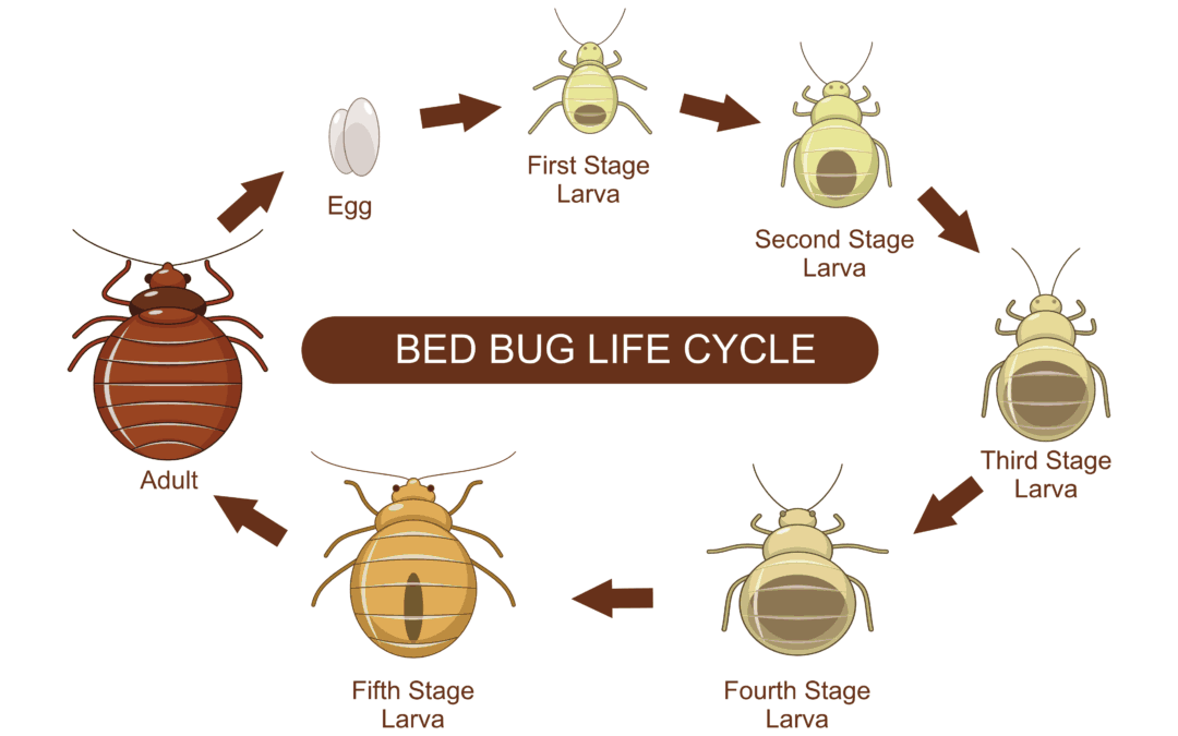 Bed Bug Infestation in Multi-Family and Assisted Living Housing