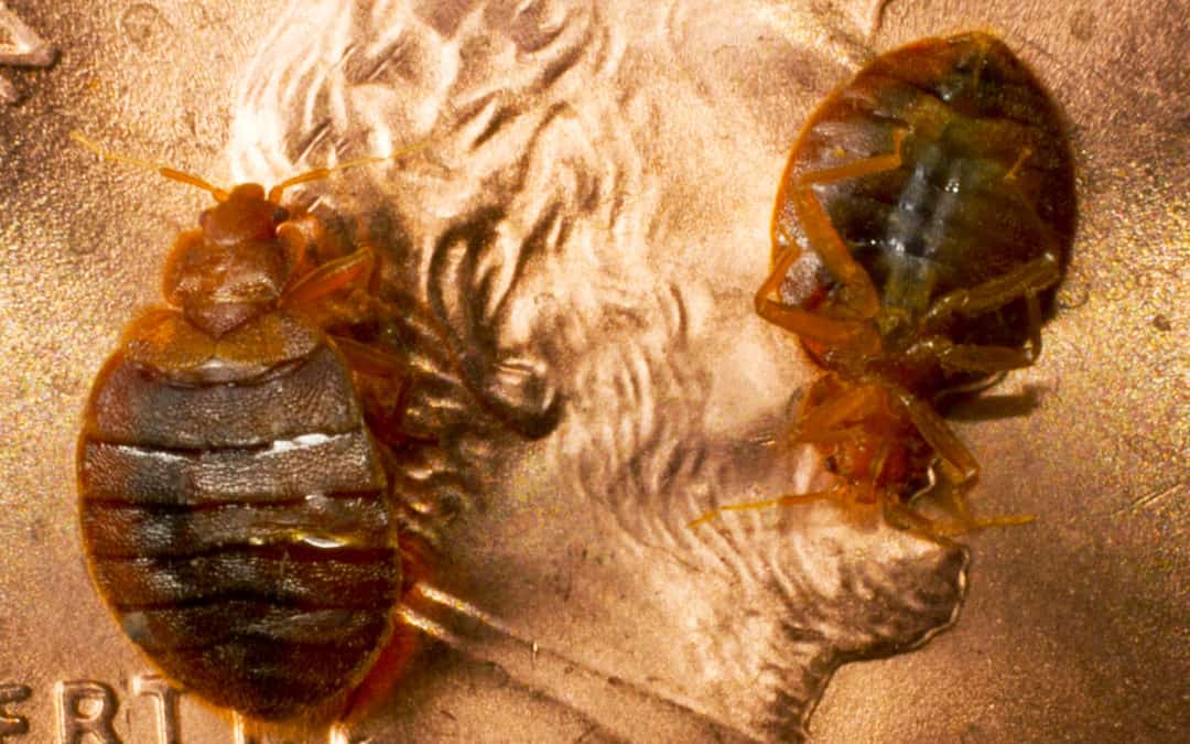 You May Have Introduced Bed Bugs Into Your Home