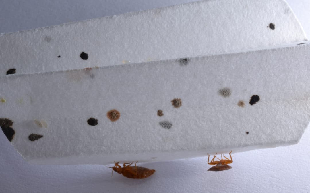 Don’t Bring Bed Bugs Home After Travel